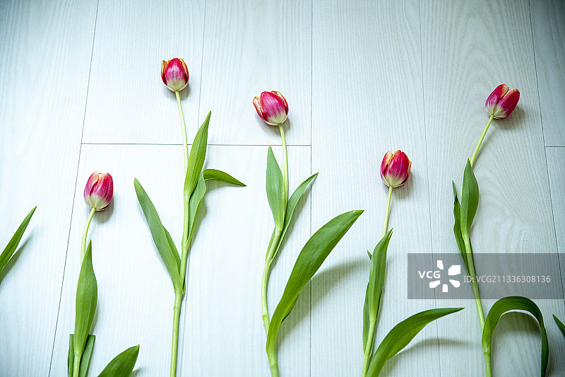 郁金香图片素材