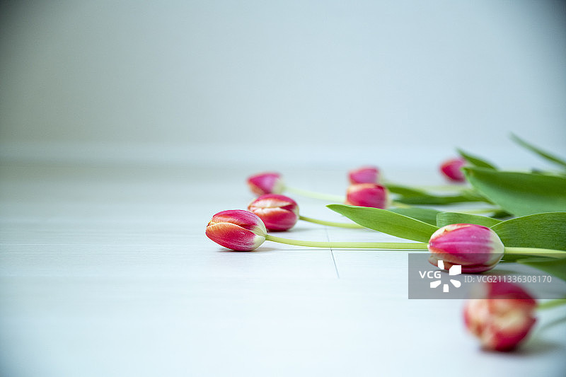 郁金香图片素材