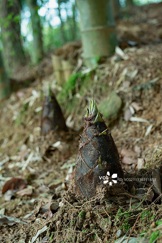 毛笋图片素材