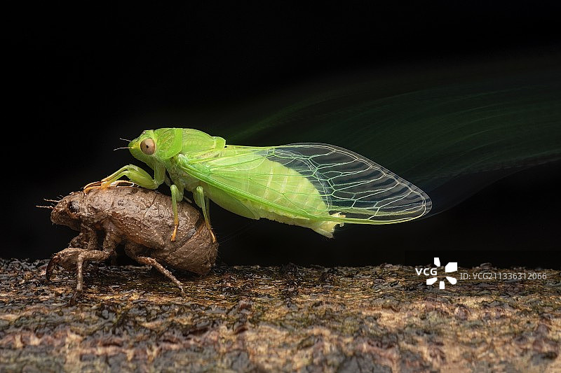 幻影（薄翅蝉羽化）图片素材
