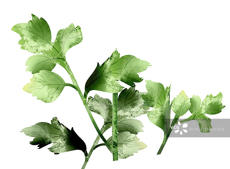 中国风水彩菊花叶子插画元素图片素材