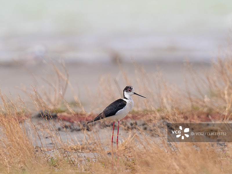 长脚鹬图片素材
