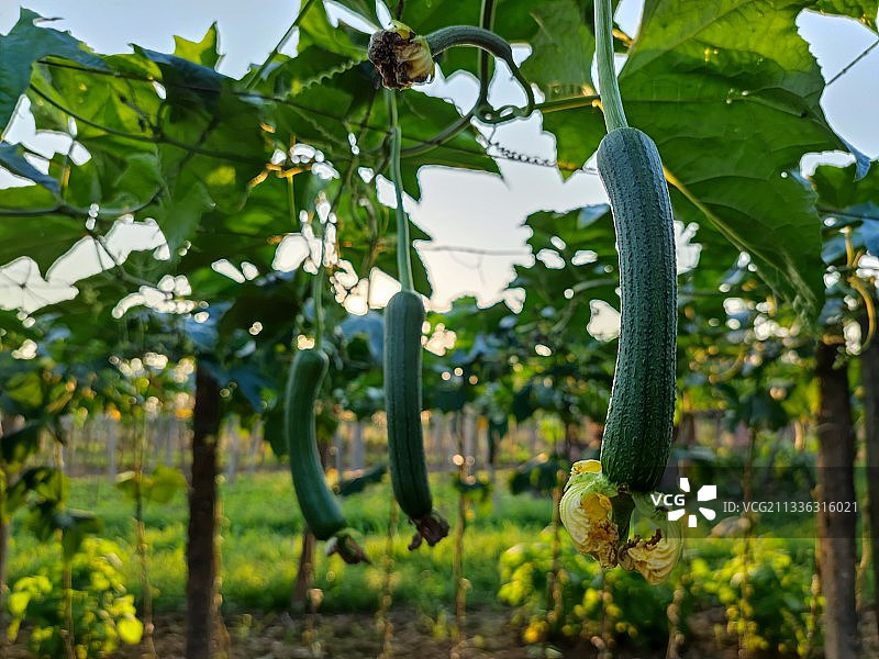 城郊丝瓜丰收图片素材