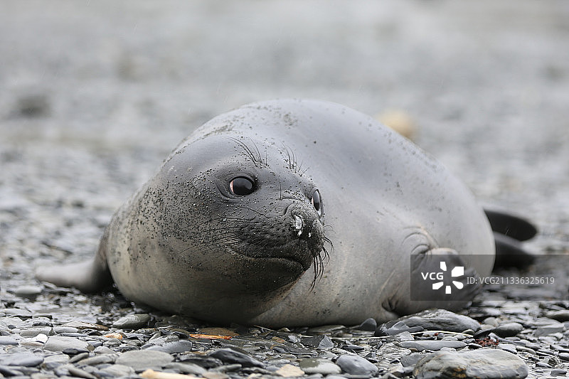 我是粗胖圆滚—呆萌的南极象海豹图片素材