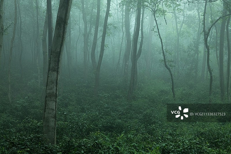 雨后森林图片素材