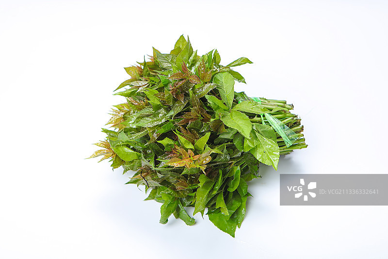 刺五加图片素材