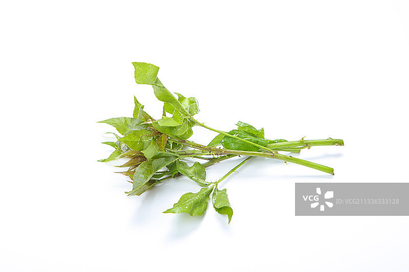 刺五加图片素材