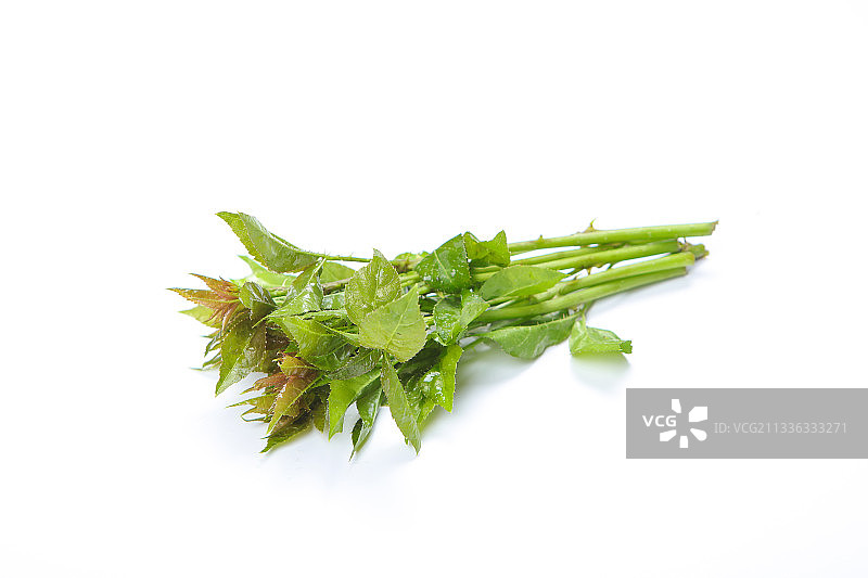 刺五加图片素材