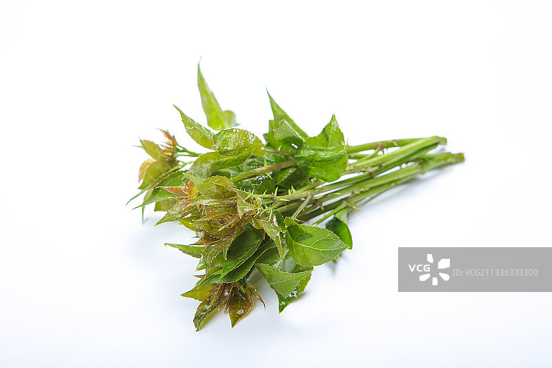 刺五加图片素材