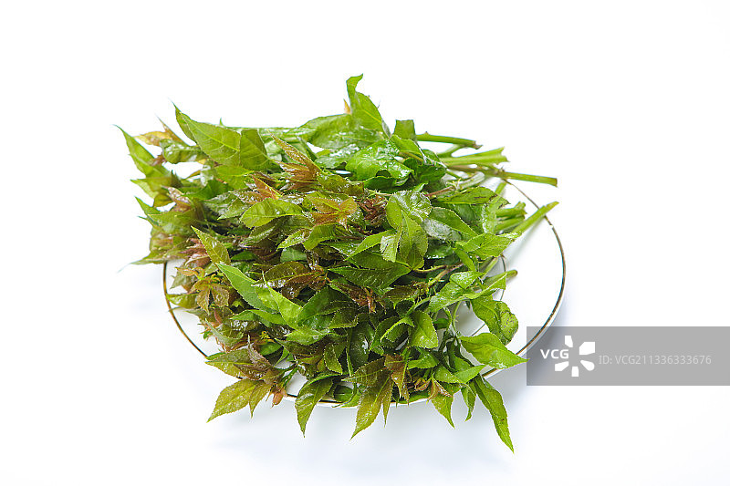 刺五加图片素材