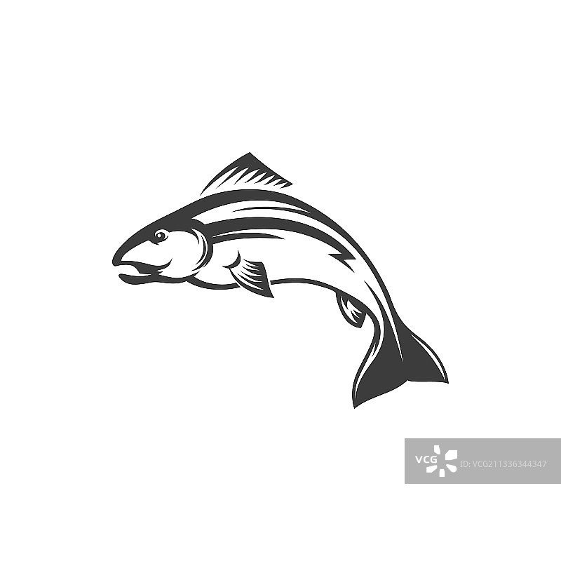 鳟鱼、茴鱼和白鱼，独立的大西洋鲑鱼图片素材