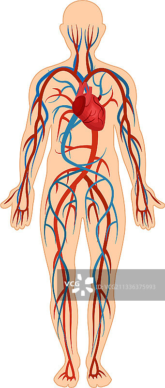 人体循环系统的解剖结构图片素材