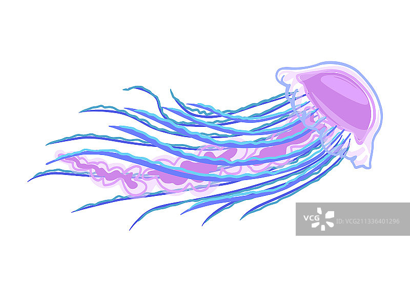 长触须海洋水母图片素材