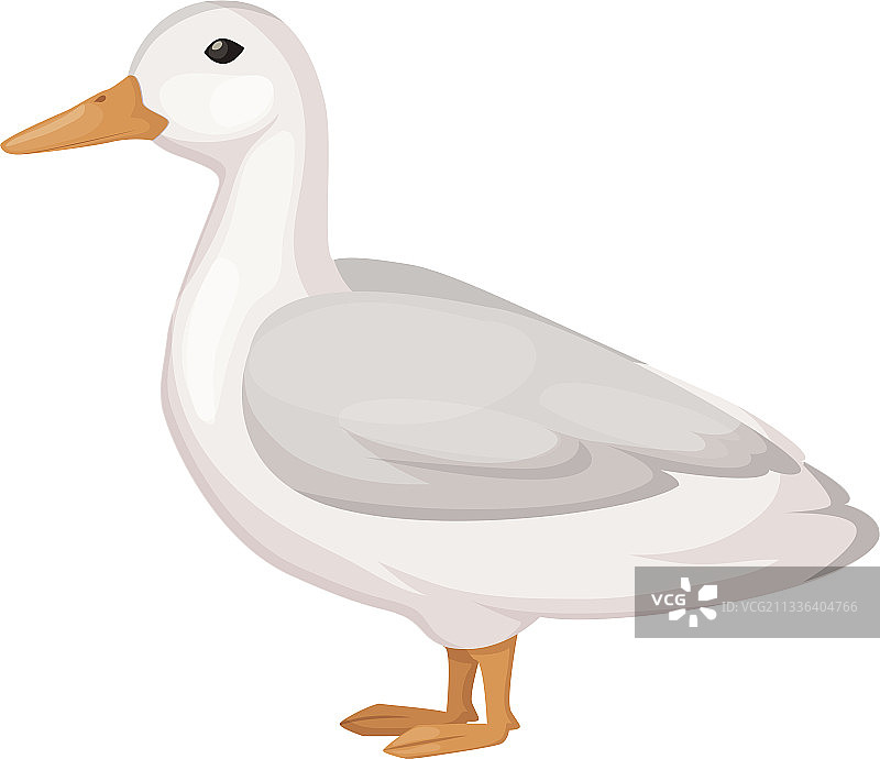 家鸭飞行农业图片素材