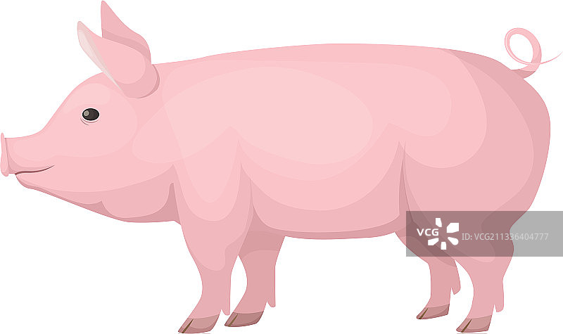 农场动物：可爱的粉色家猪图片素材