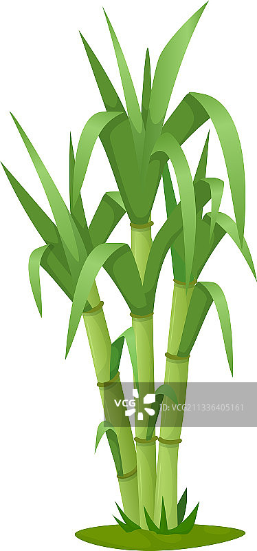 带茎叶的甘蔗植物图片素材