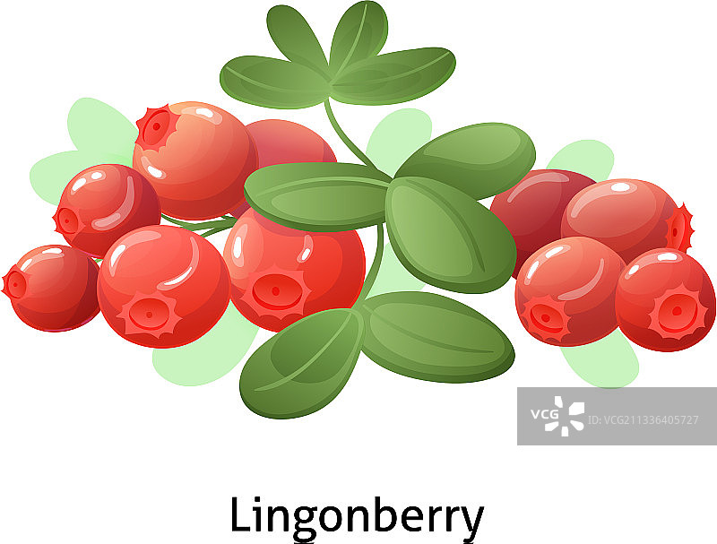 越橘莓果与叶子在白色背景上图片素材