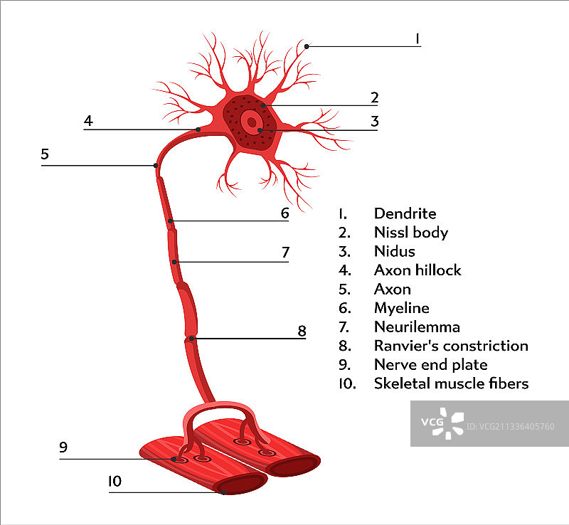 神经结构图信息图图片素材