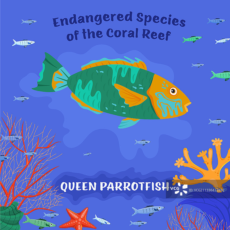 鹦鹉鱼珊瑚礁生物图片素材