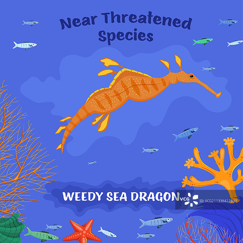 濒危鱼类珊瑚礁生物图片素材