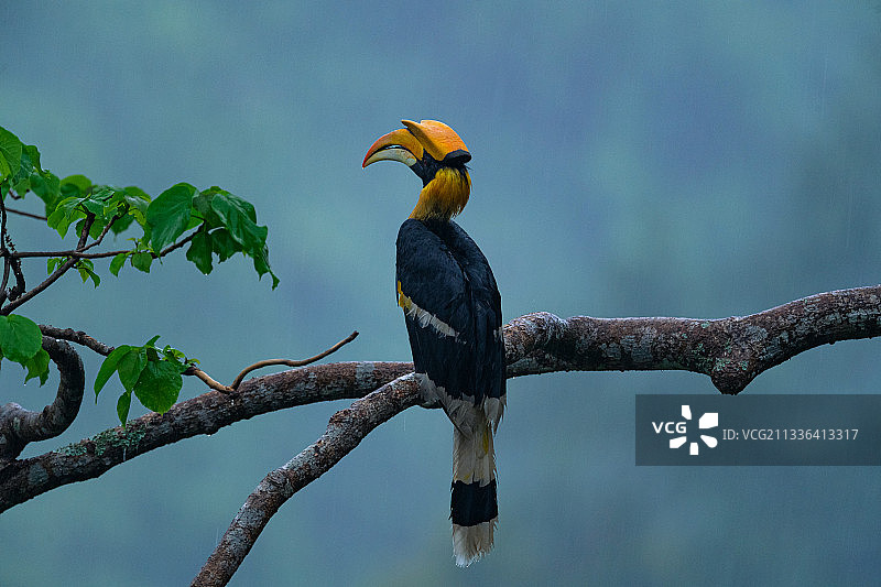 雨中双角犀鸟图片素材