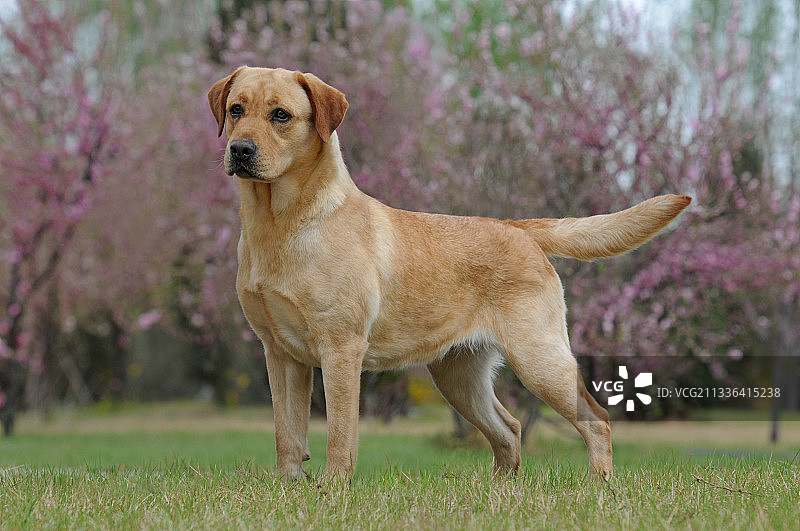 拉布拉多寻回猎犬图片素材