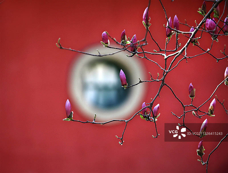 红墙玉兰花图片素材