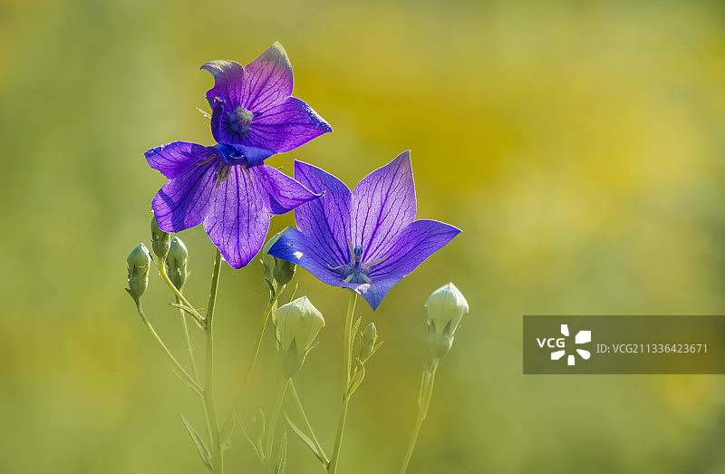桔梗花图片素材
