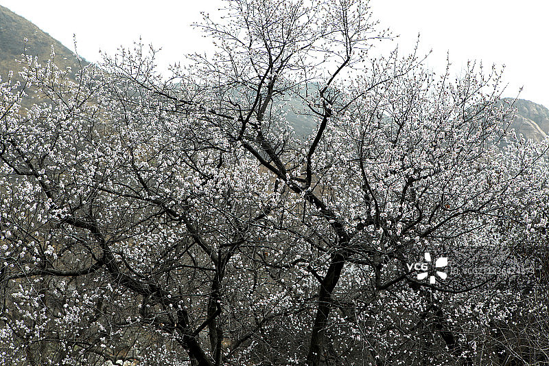 中国河北藤龙山及山上野杏花图片素材