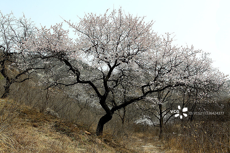 中国河北藤龙山及山上野杏花图片素材