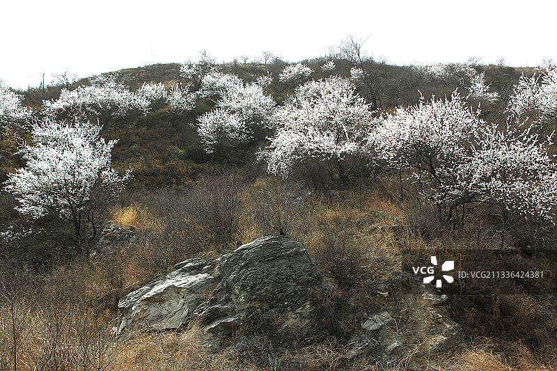 中国河北藤龙山及山上野杏花图片素材