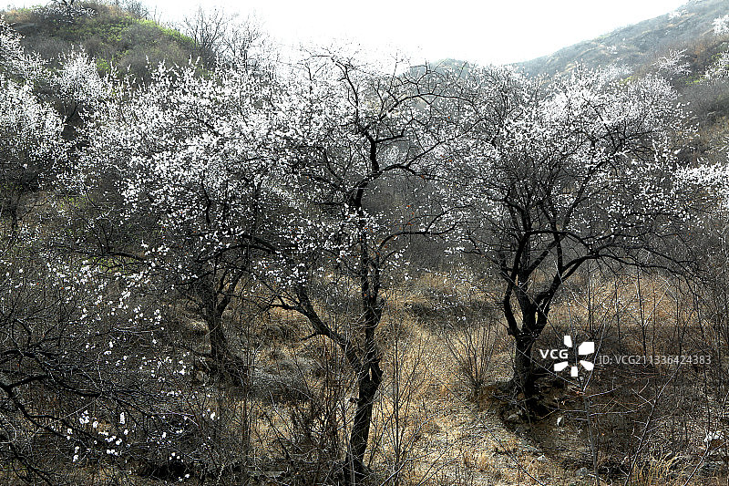 中国河北藤龙山及山上野杏花图片素材