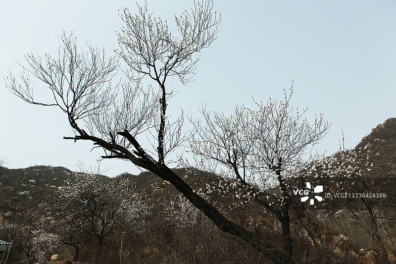 中国河北藤龙山及山上野杏花图片素材