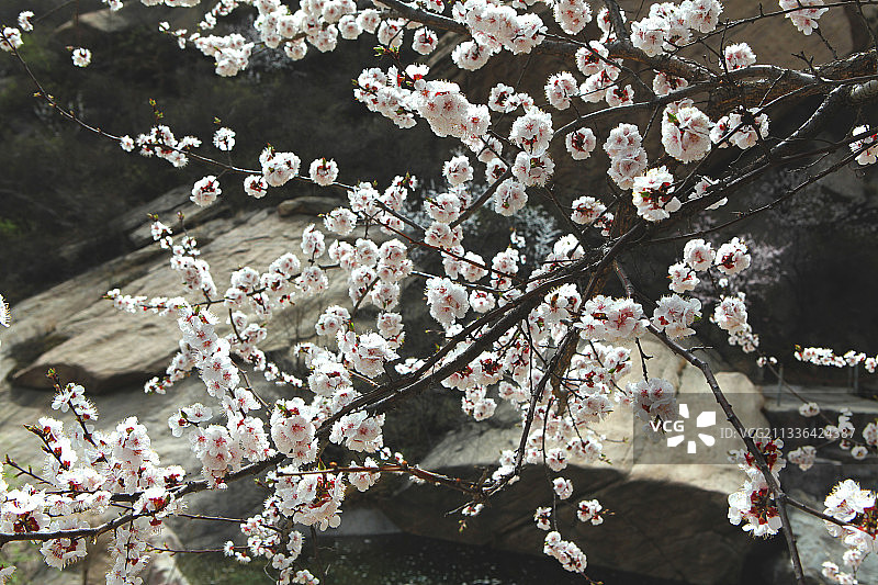 中国河北藤龙山及山上野杏花图片素材