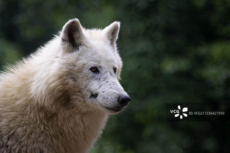 侧视的狗特写，布尔诺，捷克共和国图片素材