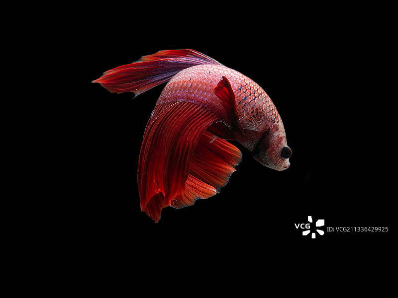 黑色背景下的斗鱼特写图片素材
