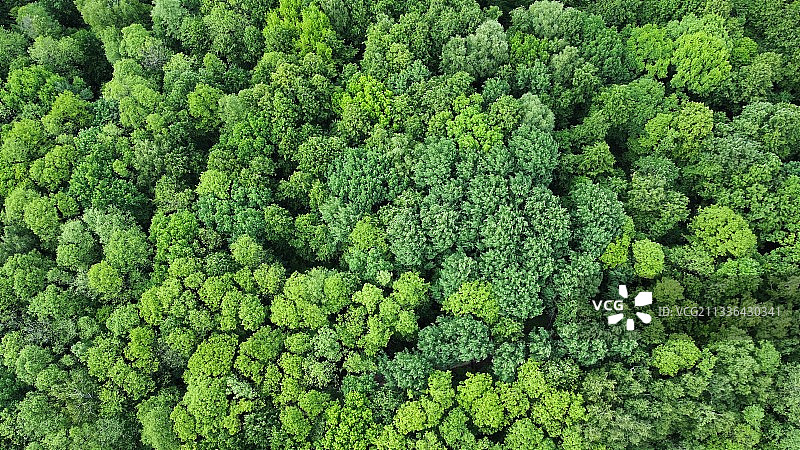 森林中的树木全景图片素材