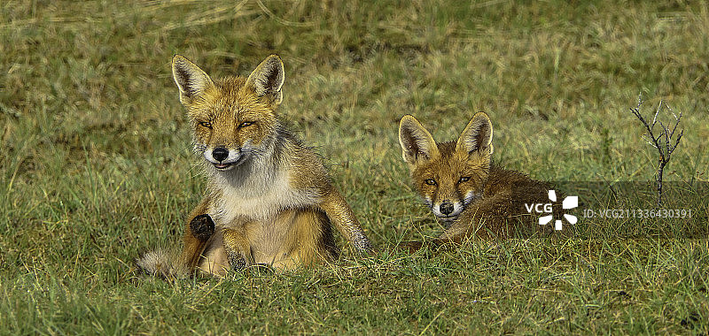 坐在陆地上的完整长度的胡狼图片素材