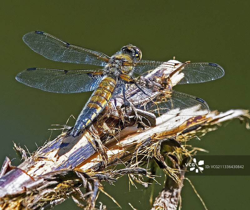 植物上的蜻蜓特写，美国北达科他州迈诺特图片素材
