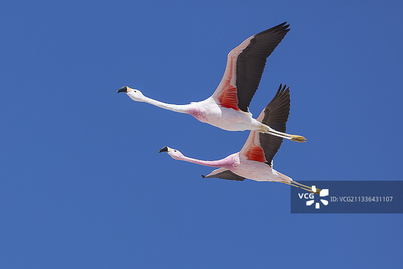 蓝天下火烈鸟飞翔的低角度视图图片素材