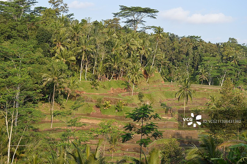 田野上的树木映衬着天空图片素材