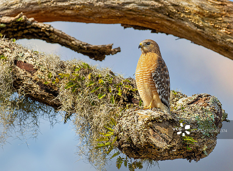 仰视：栖息在树上的猛禽图片素材