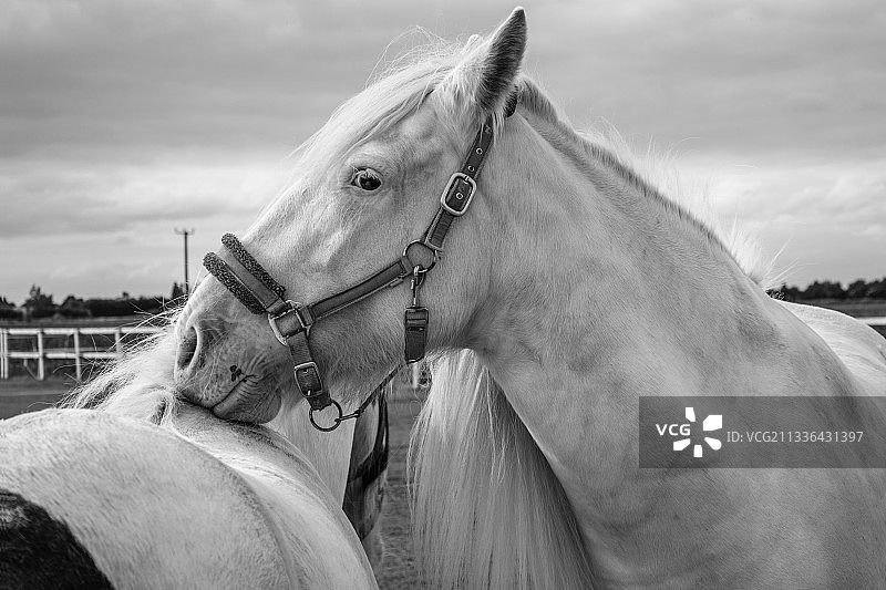 马的特写：站在天空下，英国林肯郡图片素材
