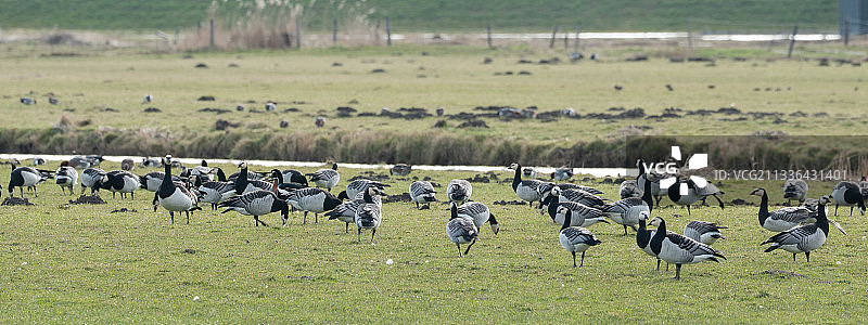 在荷兰马肯草原上吃草的羊图片素材