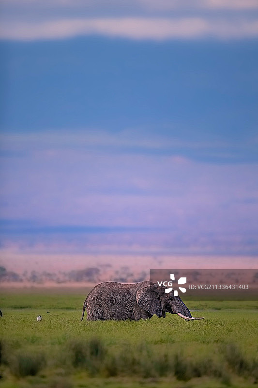 肯尼亚安博塞利国家公园日落时分草原上的大象图片素材