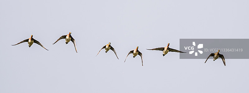 低角度看鸟儿飞过晴朗的天空图片素材