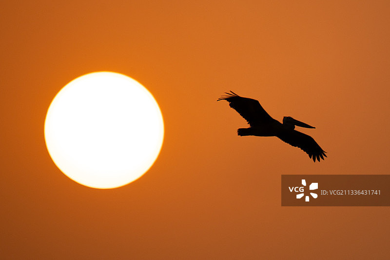 鹈鹕的日出剪影图片素材