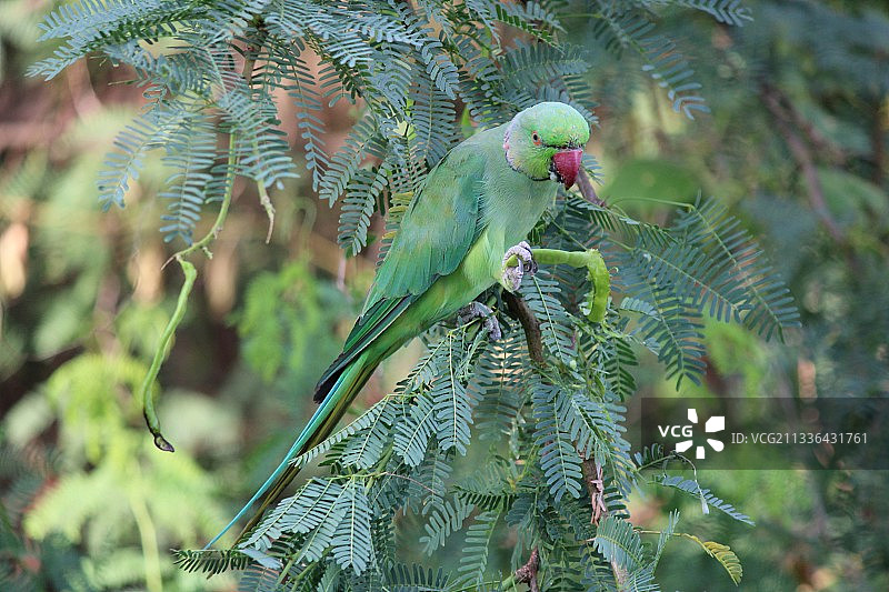 栖息在树枝上的鹦鹉特写图片素材