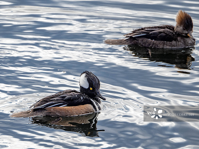 游泳的加拿大鹅图片素材