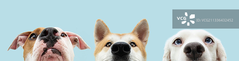 蓝天下狗狗特写图片素材